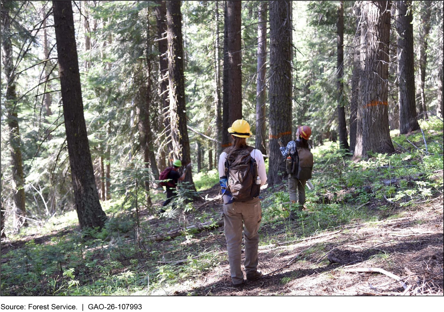 The Forest Service Set a 4-Billion-Board-Foot Timber Goal. Key Staff Fell 22%.