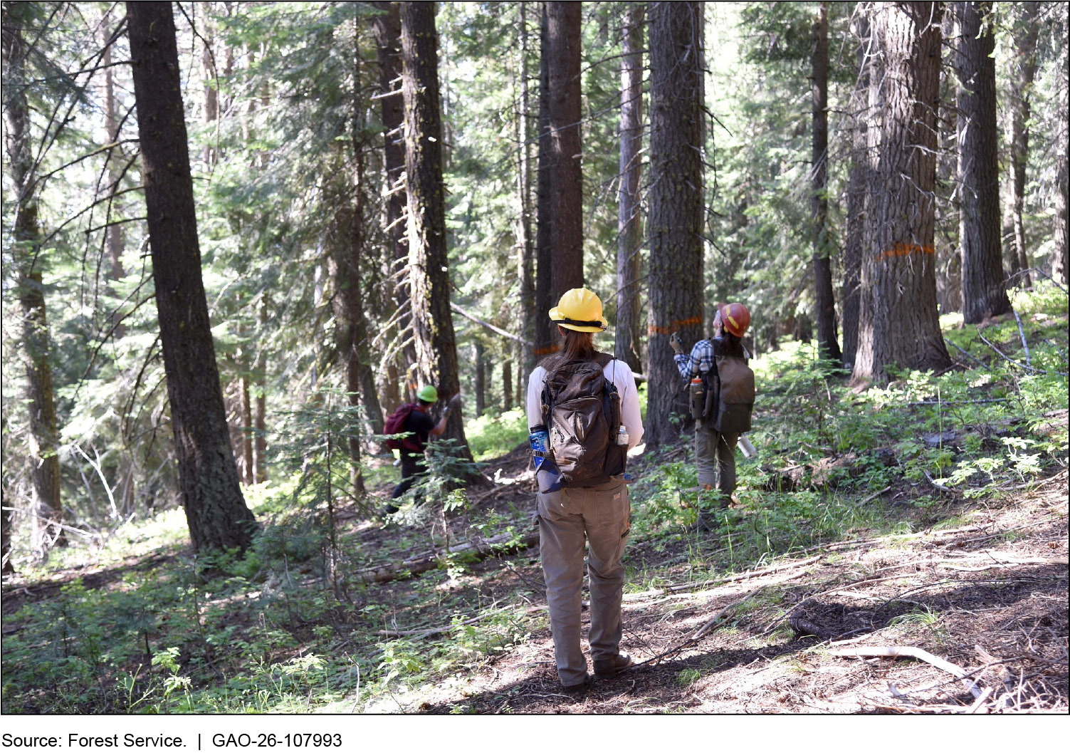 The Forest Service Set a 4-Billion-Board-Foot Timber Goal. Key Staff Fell 22%.